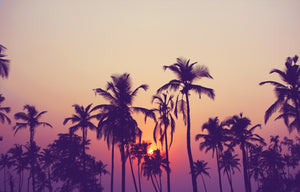 Sunset and Palm Trees - 02137 - Wall Murals Printing - wall art