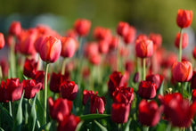 Red Tulips - 02138 - Wall Murals Printing - wall art