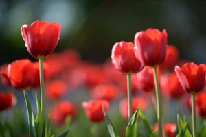 Red Tulips - 02139 - Wall Murals Printing - wall art