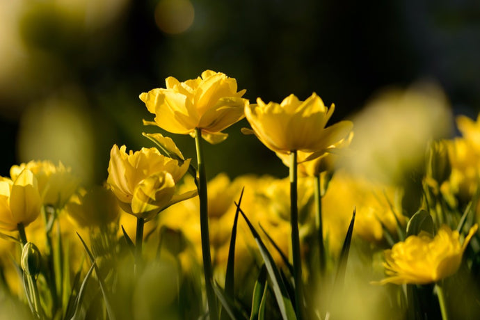 Yellow Flowers - 02142 - Wall Murals Printing - wall art