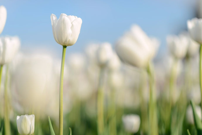 White Tulips - 02144 - Wall Murals Printing - wall art