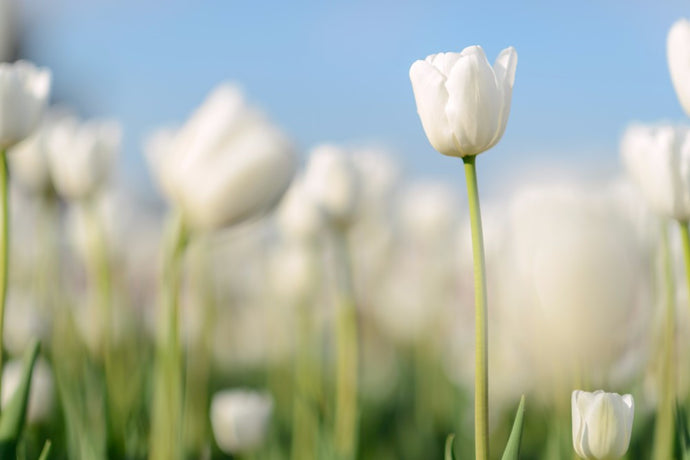 White Tulips - 02146 - Wall Murals Printing - wall art