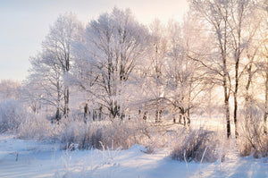 Frosted Trees  - 02199 - Wall Murals Printing - wall art