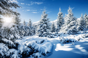Snow in the Forest  - 02203 - Wall Murals Printing - wall art