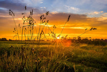 Sunset on the Field  - 02226 - Wall Murals Printing - wall art