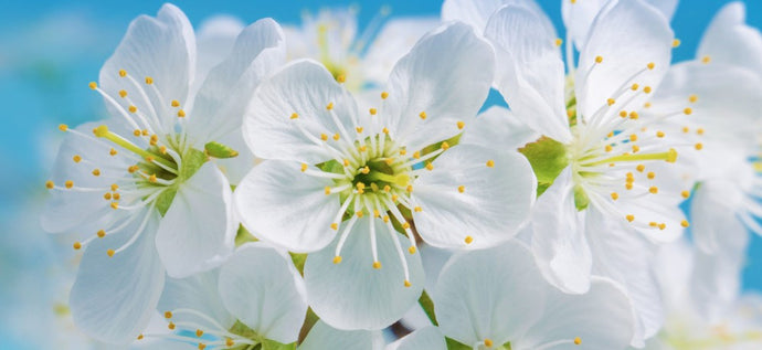 White Flowers - 023 - Wall Murals Printing - wall art