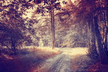 Road in Forest - 0257 - Wall Murals Printing - wall art