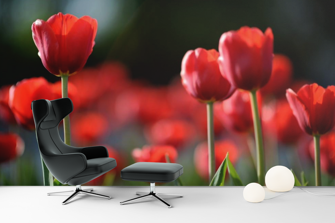 Red Tulips - 02139 - Wall Murals Printing - wall art